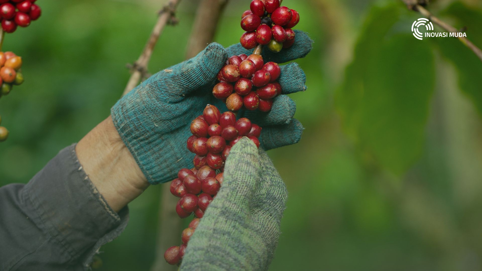 Masa Depan Kopi Di Indonesia: Bagaimana Green Jobs Membantu Petani Kopi Bertahan?